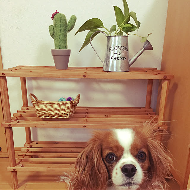 ankoさんの実例写真