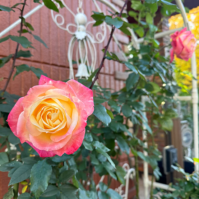 RoseLife5818さんの部屋