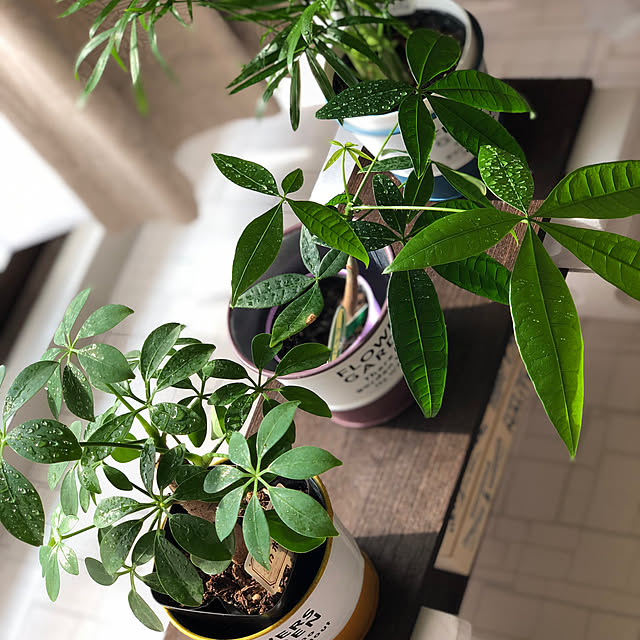 観葉植物/リビングのインテリア実例 - 2019-08-21 22:47:40