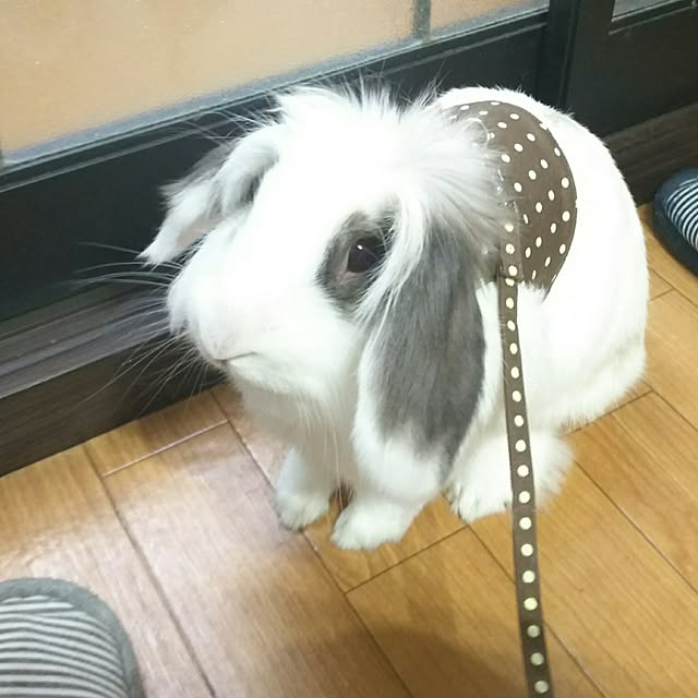 WASABIさんの実例写真