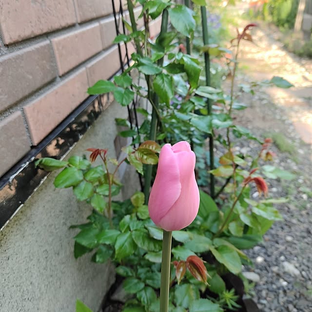 kiraさんの部屋