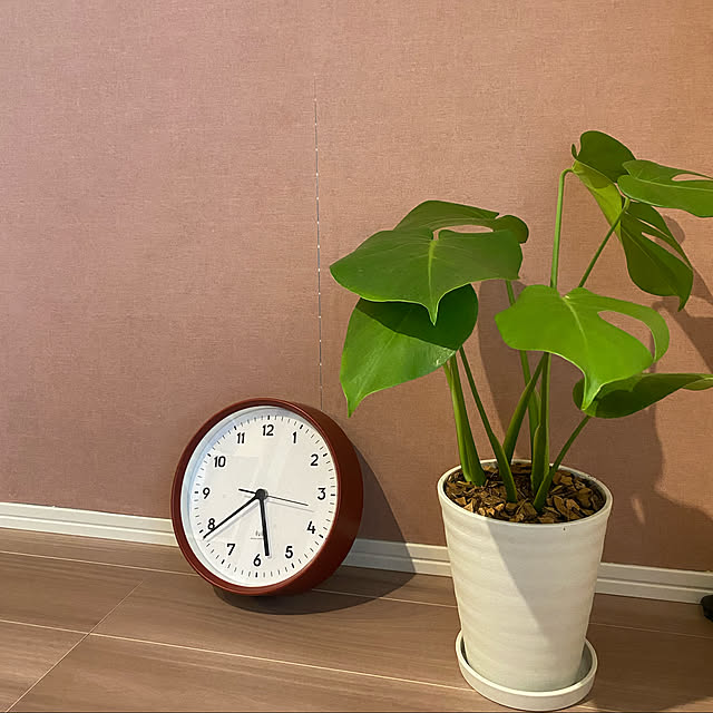 DIY/一人暮らし/観葉植物/壁/天井のインテリア実例 - 2021-07-06 12:52:39