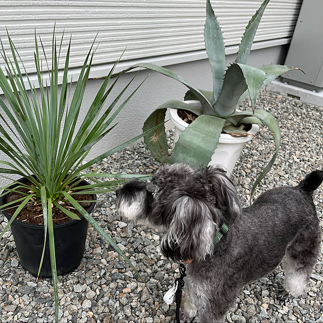 poponさんの実例写真
