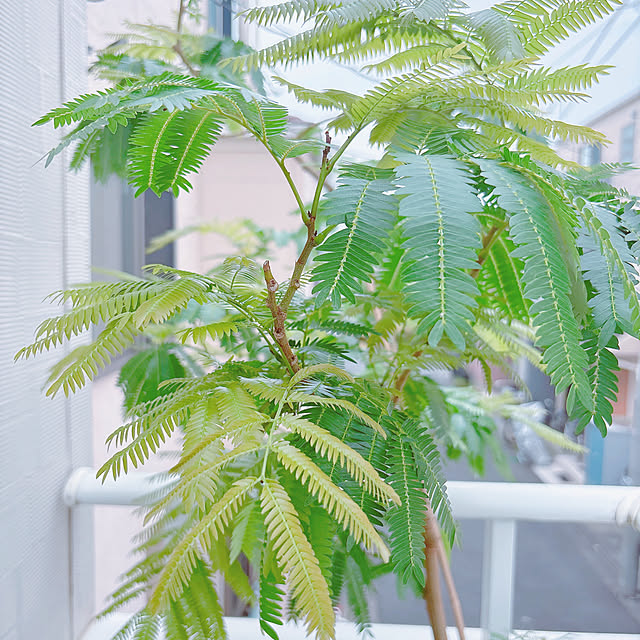 okkunさんの部屋