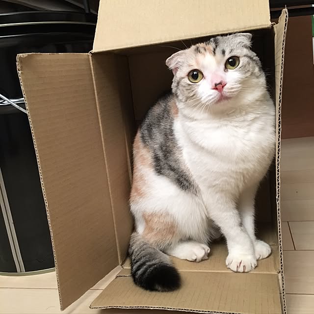 yokkochanさんの実例写真