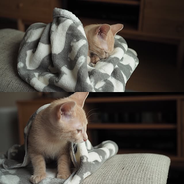 Chamさんの実例写真