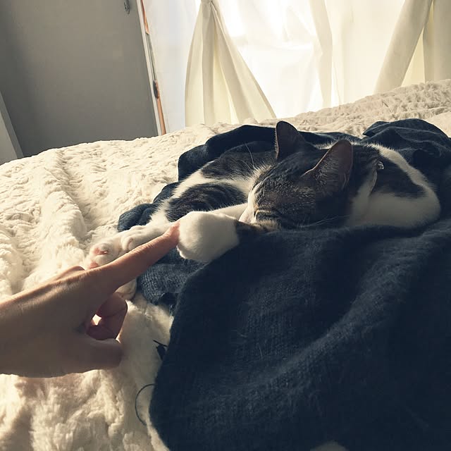Shihoさんの実例写真