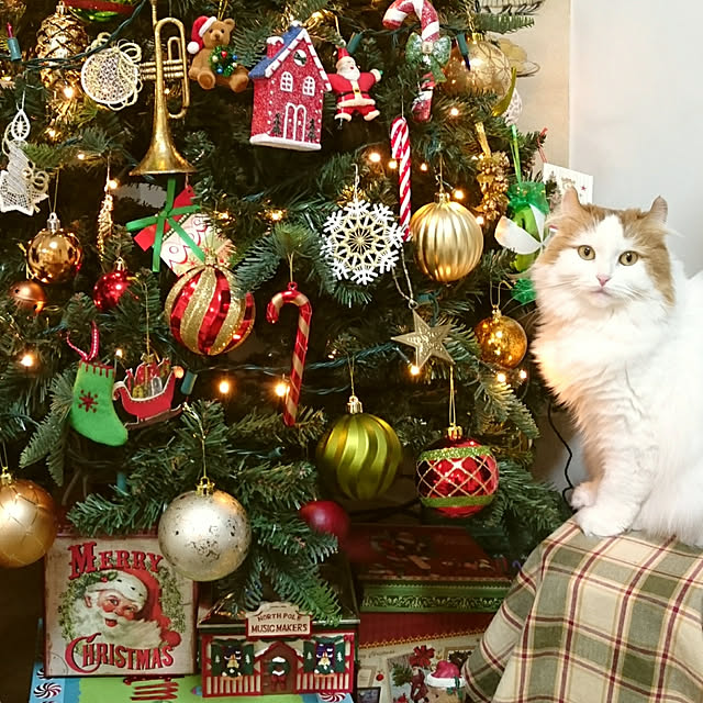 chururiさんの実例写真