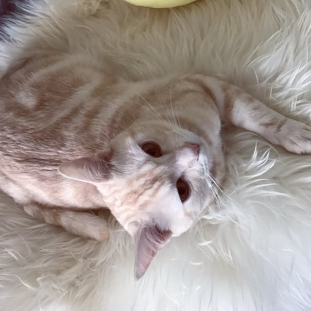 hiyupan88さんの実例写真