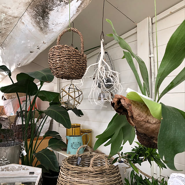観葉植物/雑貨/壁/天井のインテリア実例 - 2019-04-08 04:19:14