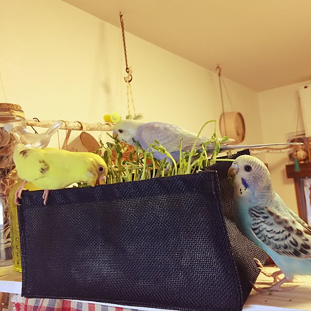 oniyomeさんの実例写真