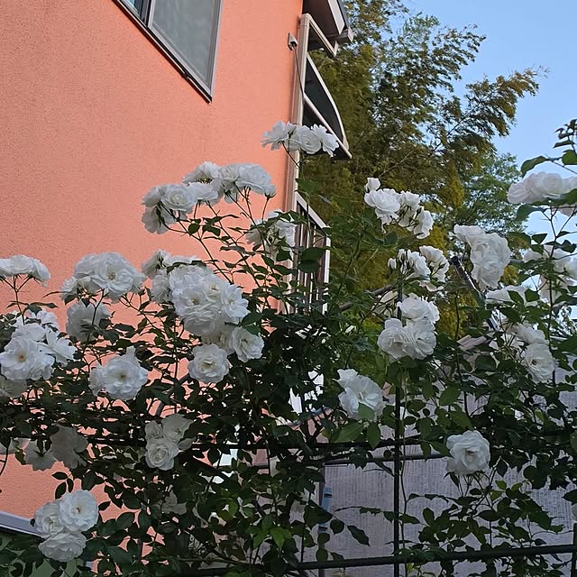 rumirumiさんの実例写真