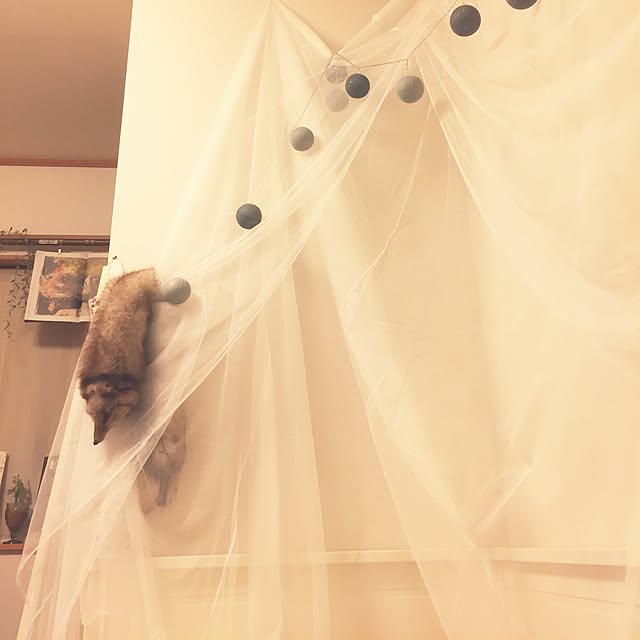 Ayaさんの実例写真