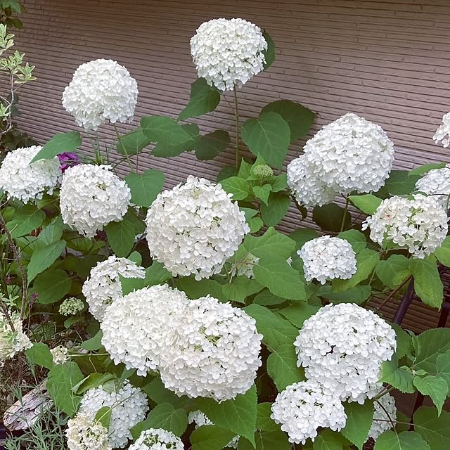 min_nimさんの実例写真