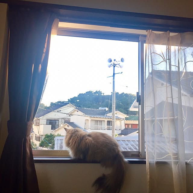 butachanさんの実例写真