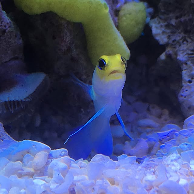 aquarium_seaさんの実例写真