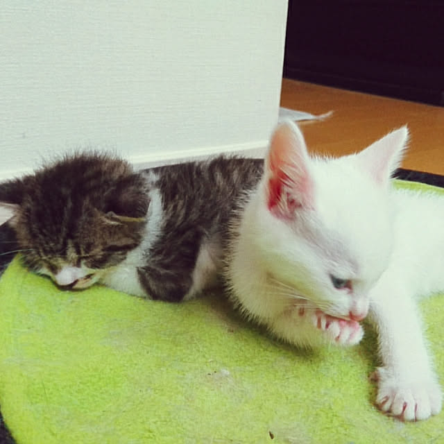 tomoさんの実例写真