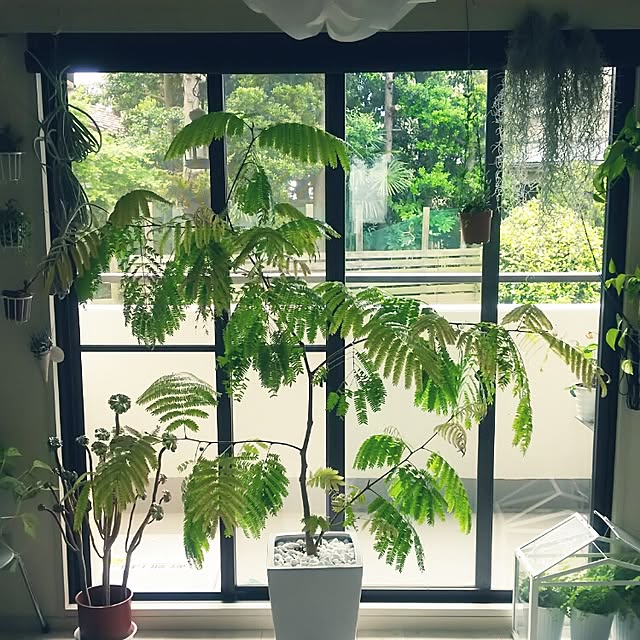 Shihoさんの実例写真