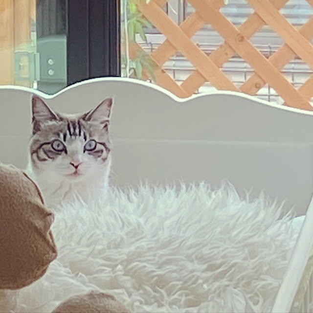 gingerwynksさんの実例写真