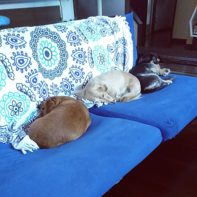 cocosorasakuさんの実例写真