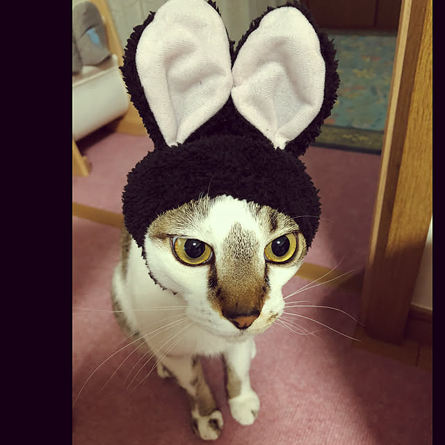 haruminさんの実例写真
