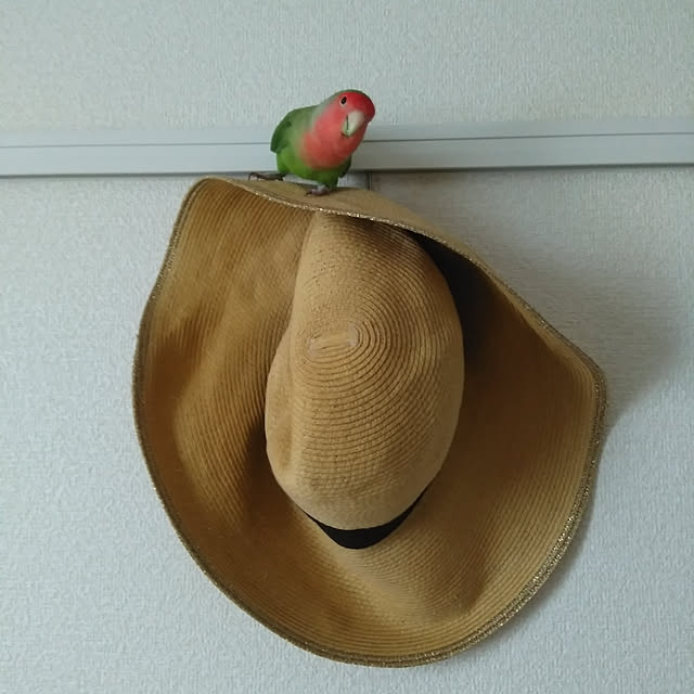 toratanさんの実例写真