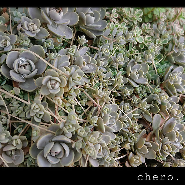 chero.さんの実例写真