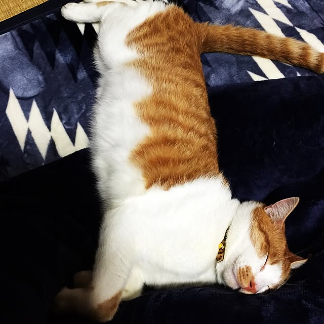 tenさんの実例写真