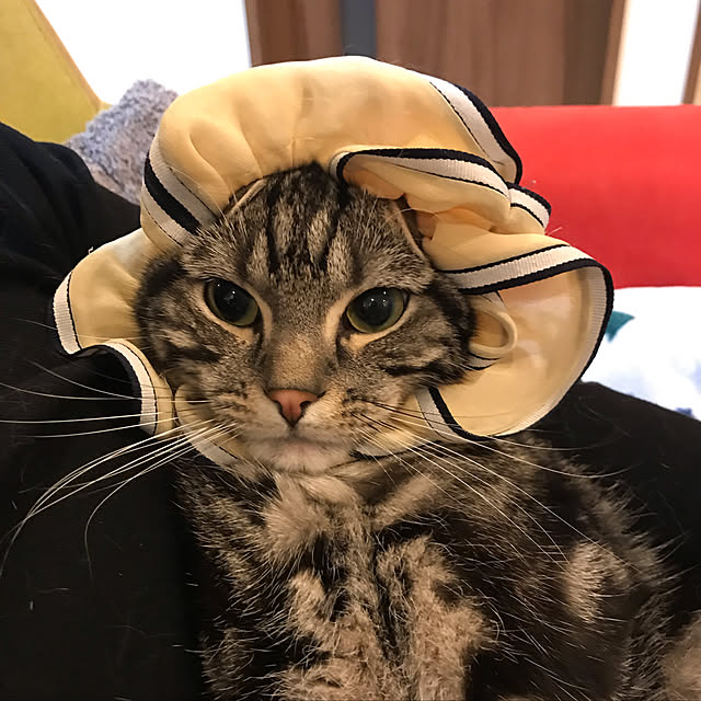 KotarouKunさんの実例写真