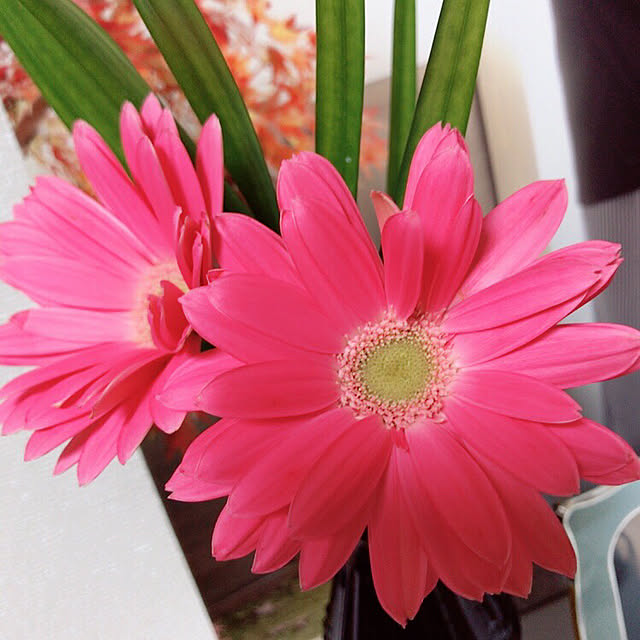 puyoさんの実例写真