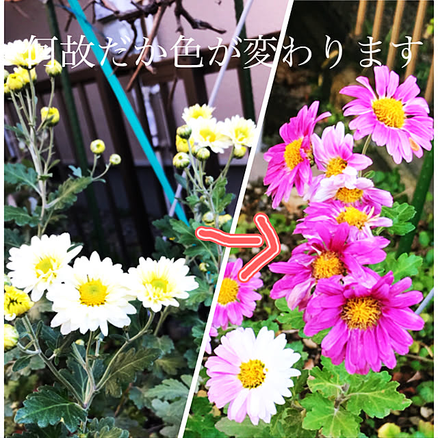 eshinobumさんの実例写真
