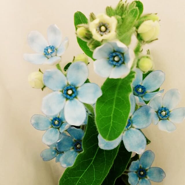 morizo_mamaさんの実例写真