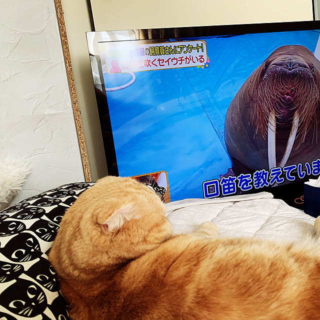 madrigal.Dさんの実例写真