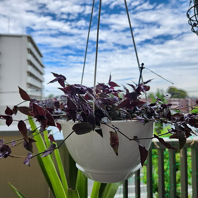 壁/天井/朝活/今朝の４枚/植物のある暮らし/鉢替え...などのインテリア実例 - 2025-06-04 11:47:40