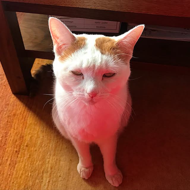 sakurasakuさんの実例写真