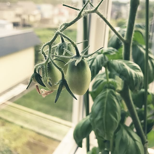 yumicocoさんの実例写真