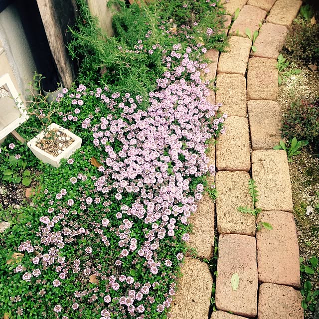 shihoさんの実例写真