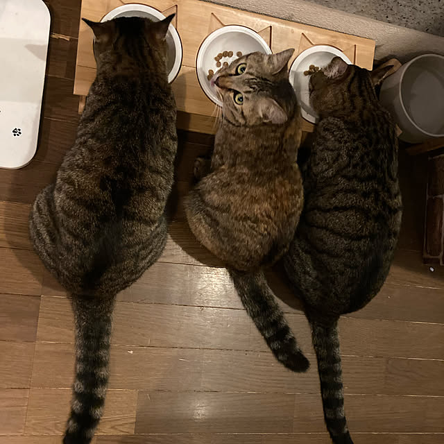 miseiさんの実例写真