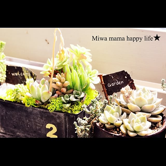 miwaさんの実例写真