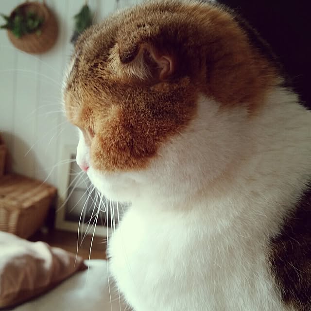 mikiさんの実例写真