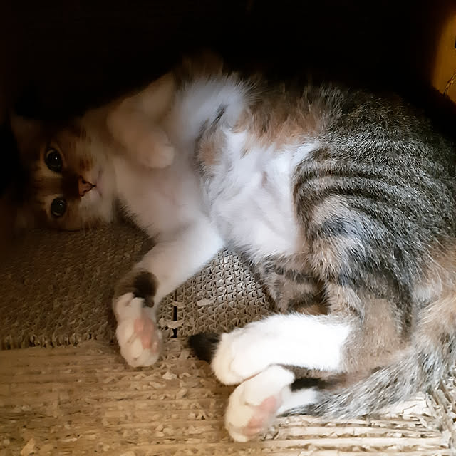 CinqinTWさんの実例写真