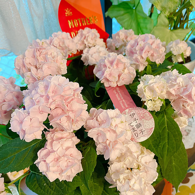 Nyaさんの実例写真