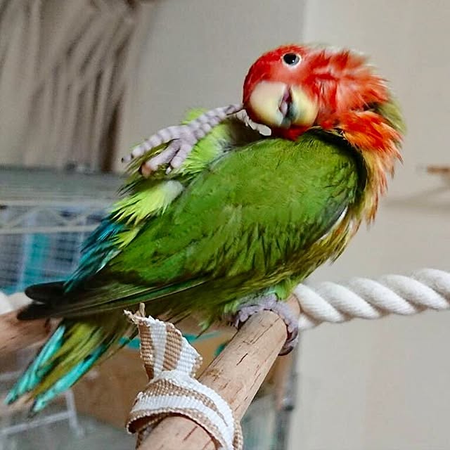 toratanさんの実例写真