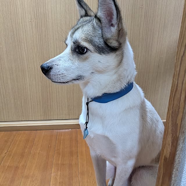 asaさんの部屋