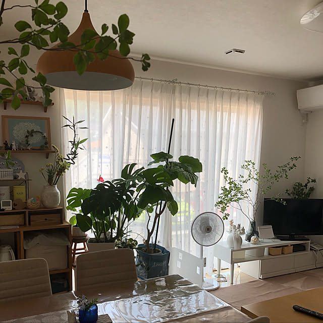 loliontoaliceveの-モンステラ 観葉植物 送料無料 モンステラ6号 プレゼント ギフト 卒業祝い 入学祝い 退職祝い 新築祝い 引越し祝い 開店祝い 開所祝い 開業祝い 移転祝い 誕生日 お礼 お祝い 結婚記念日 結婚祝い 就職祝いの家具・インテリア写真