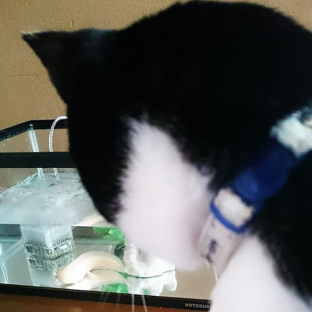 hiyo.pietさんの実例写真