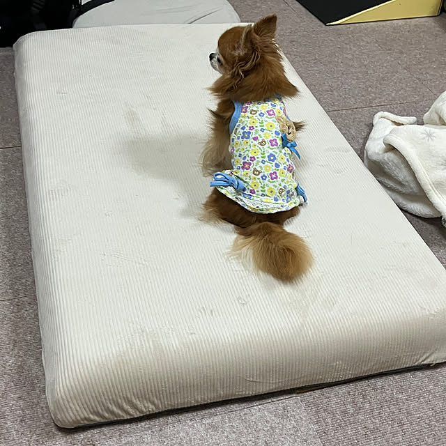 koroさんの部屋