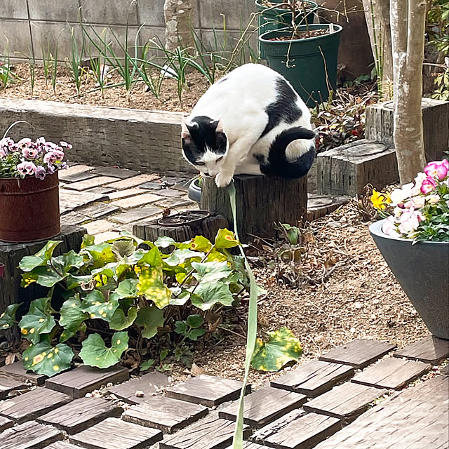 nobikoさんの実例写真