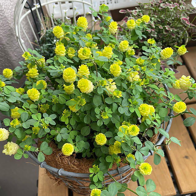 chikuwaさんの部屋