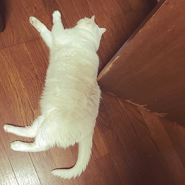 matatabi88さんの実例写真